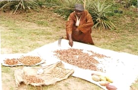 A local cocoa farmer sun-drying cocoa seeds.