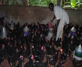 Young persons engaged in local poultry production.
