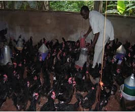 Local poultry production.