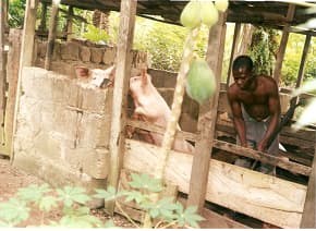A young man engaged in piggery.
